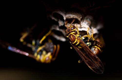 wasp-insect-animal-nature-65598